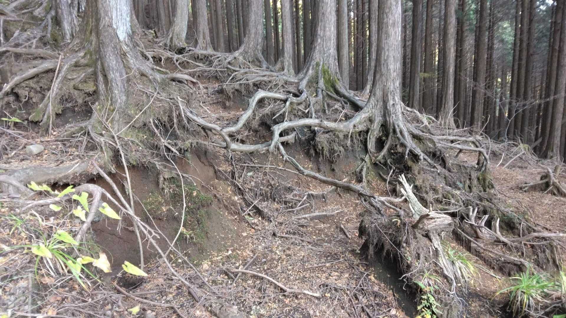 大雨が降ったら危ないね