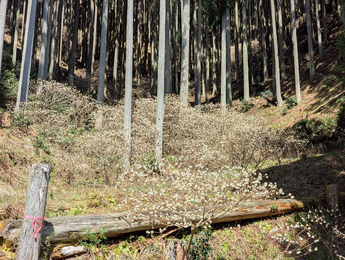 所々にミツマタが群生してました🌼