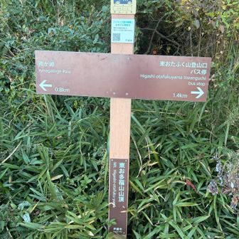 東おたふく山登山口方面は笹が顔くらいまで伸びてたり、雨で道がえぐれていたり...！