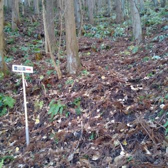 田沢山からの下りが、結構、急だった