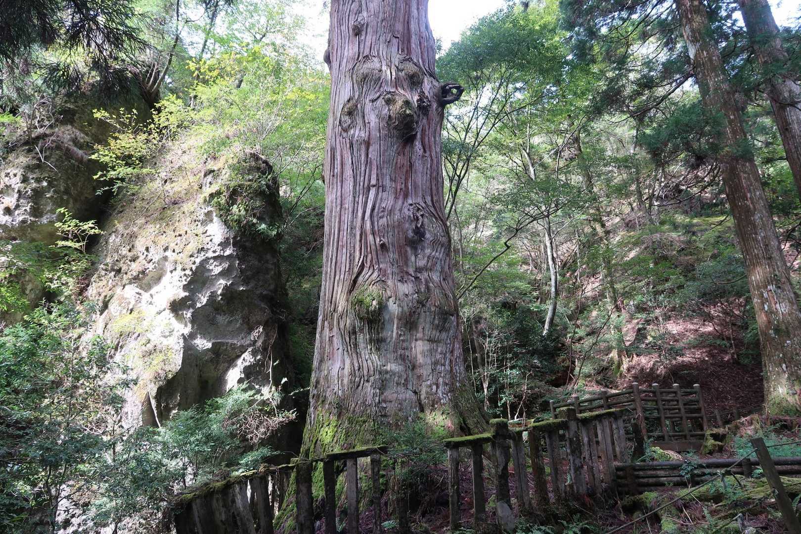 別所登山口-奉幣殿-鬼杉 往復コースの写真