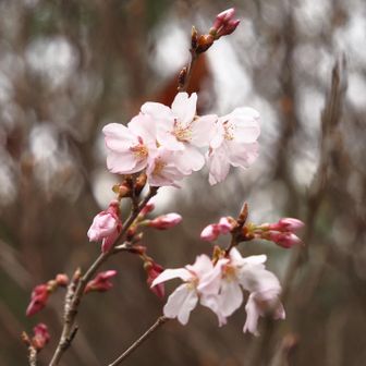 林間広場に、少しだけ桜が花開いてました