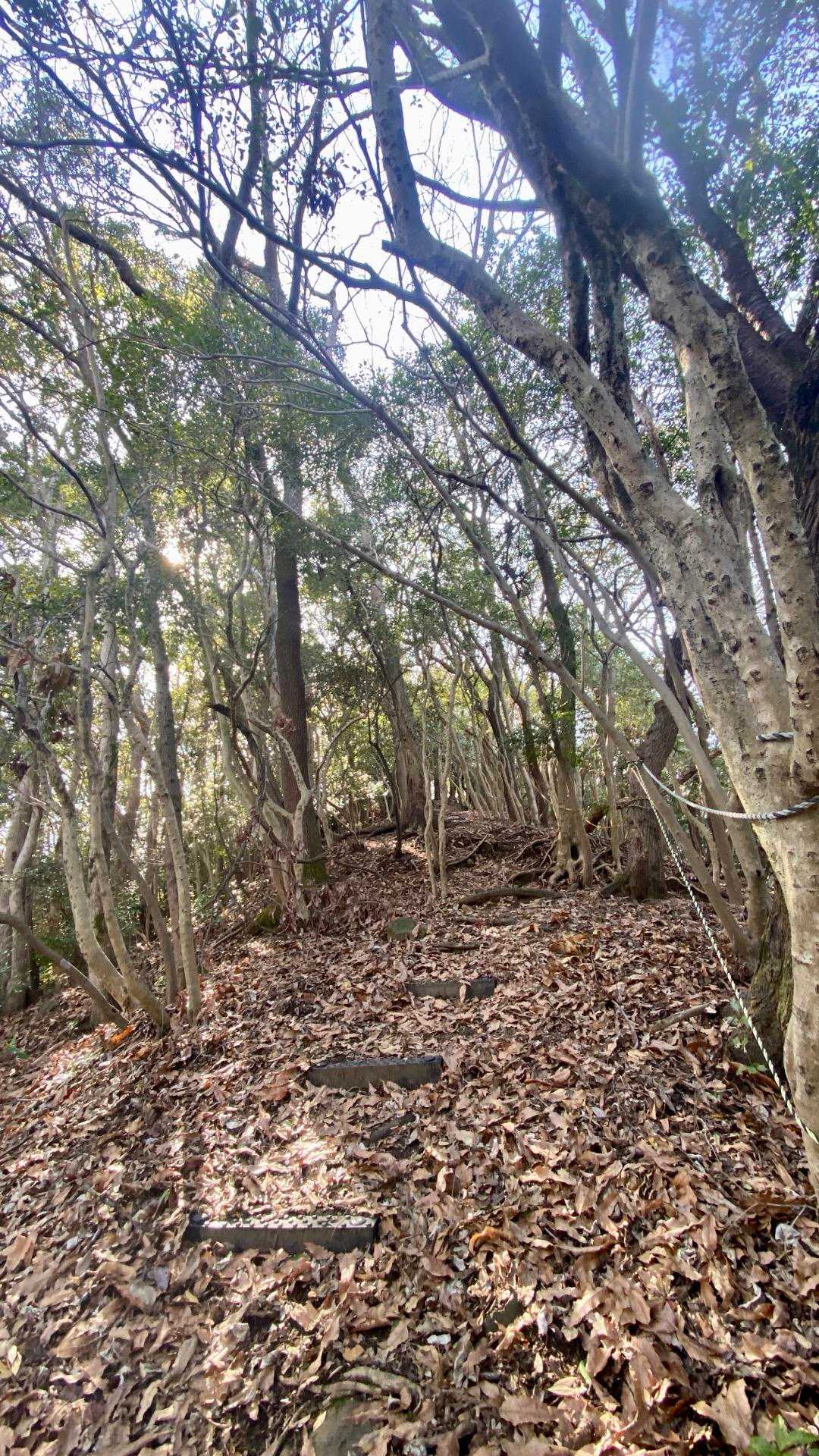鹿さん🦌多いなぁ〜元気がいい