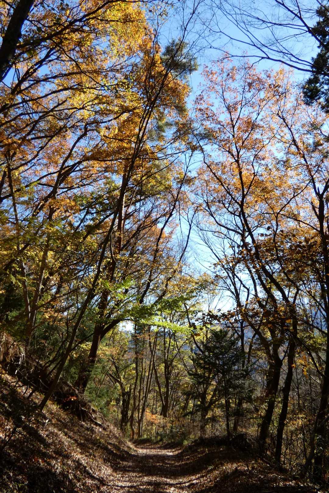 麓の方はまだ紅葉が残ってました🍁🍂