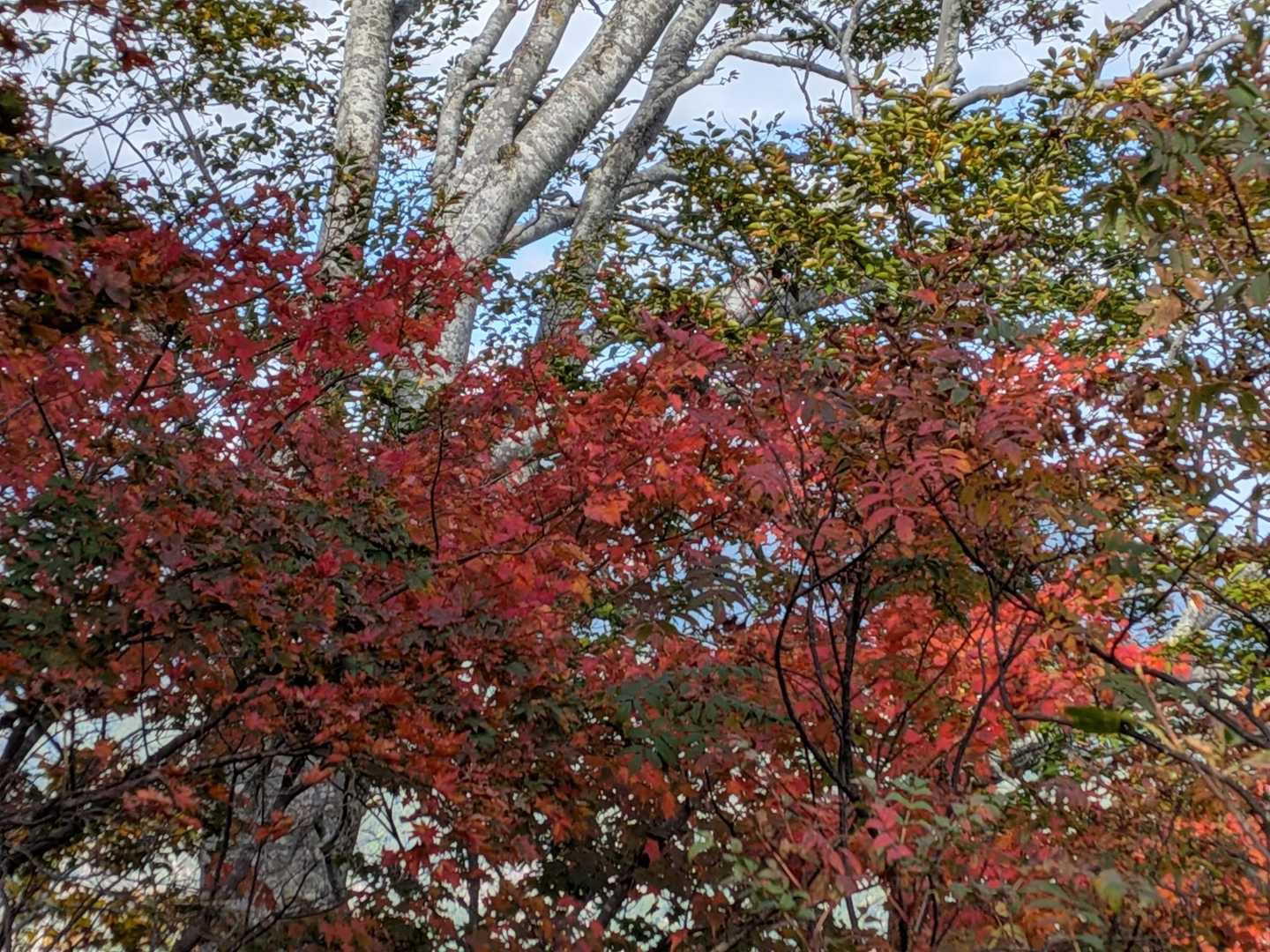 ネズモチ平登山口-前岳-カヘヨノボッチ 周回コースの写真