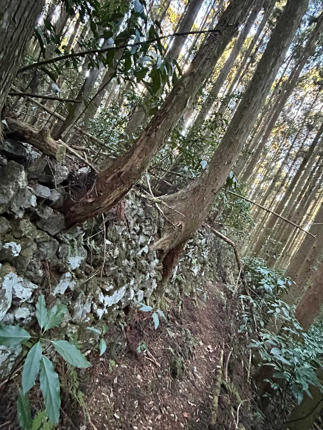 こんな高いところまで石積みが