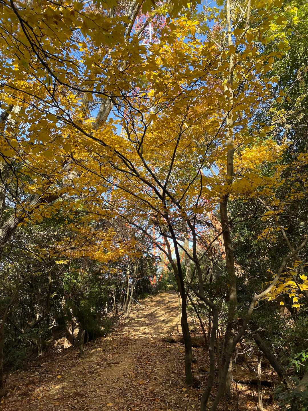 🍁