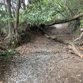 鳥居をくぐり、下っていくと、倒木あり
