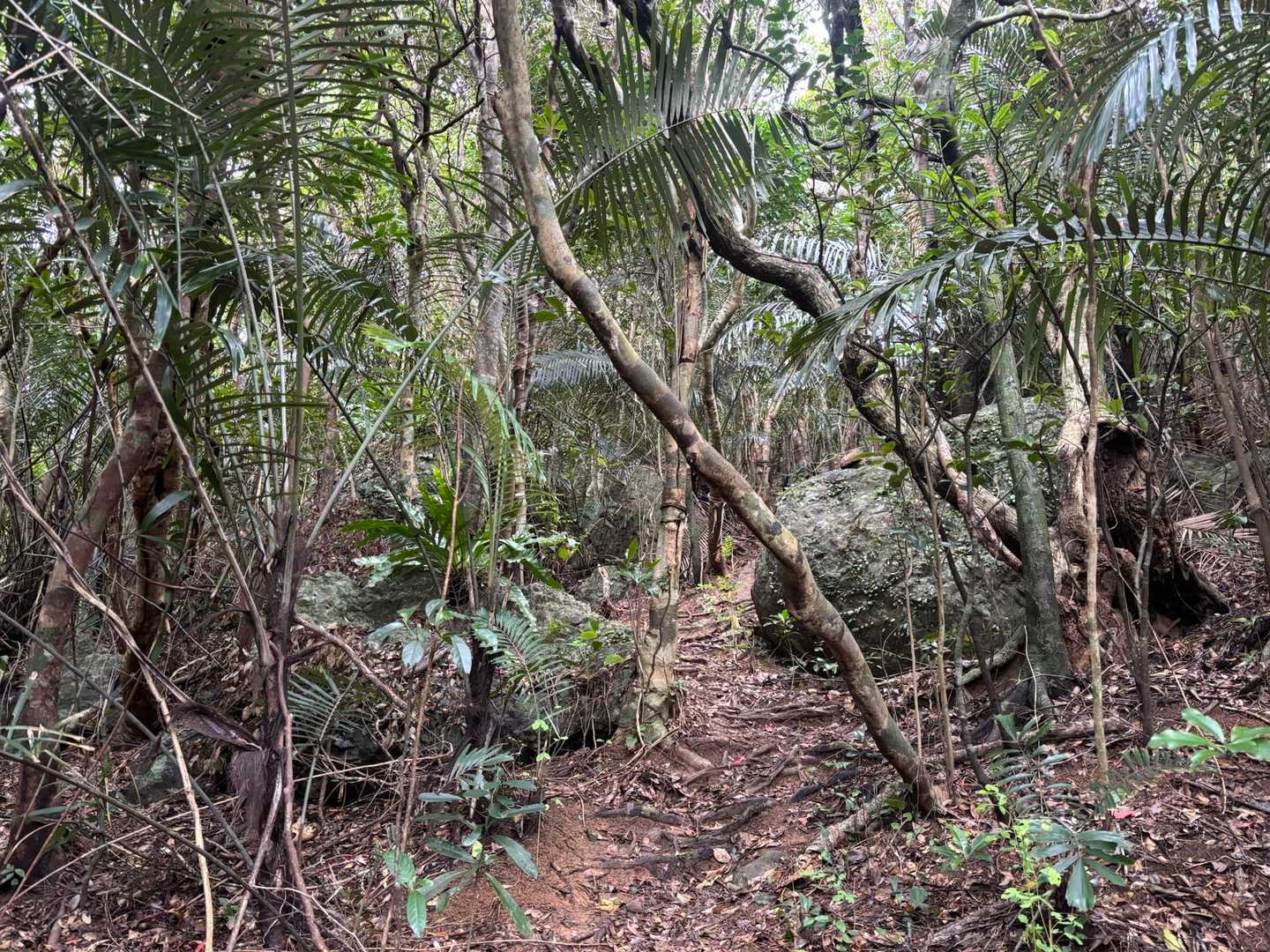 亜熱帯植物の樹林帯