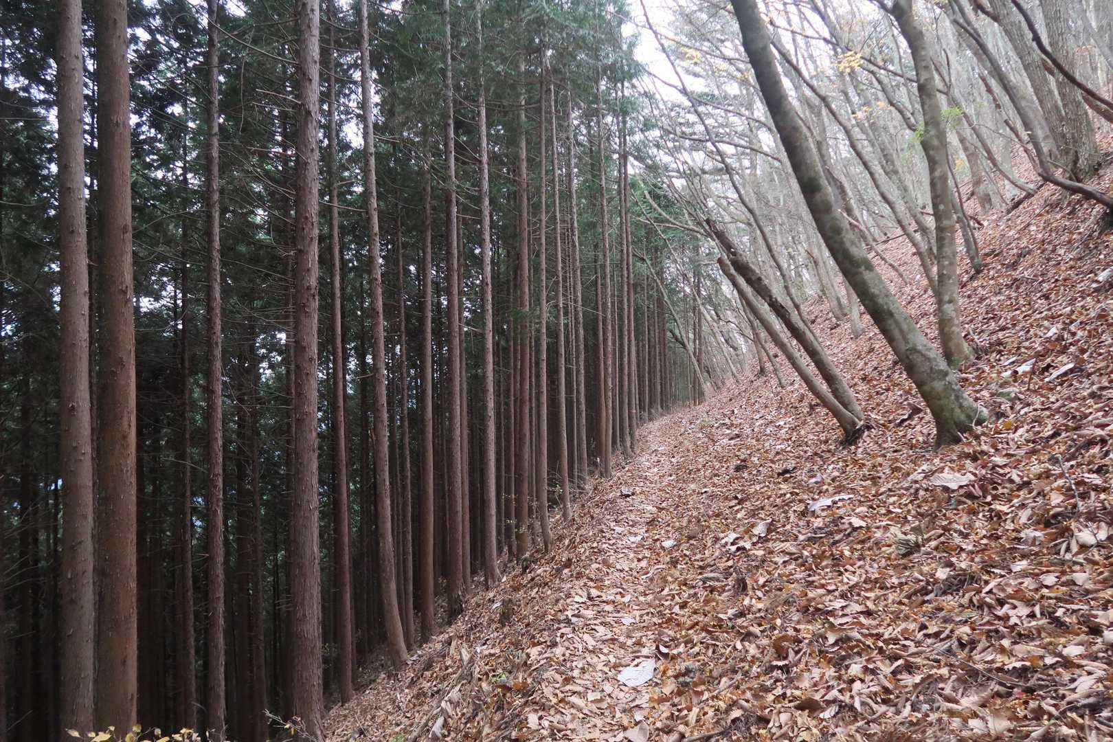 こんな道も続きます。