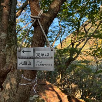らしいです。