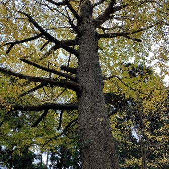大きな銀杏がいくつもあります