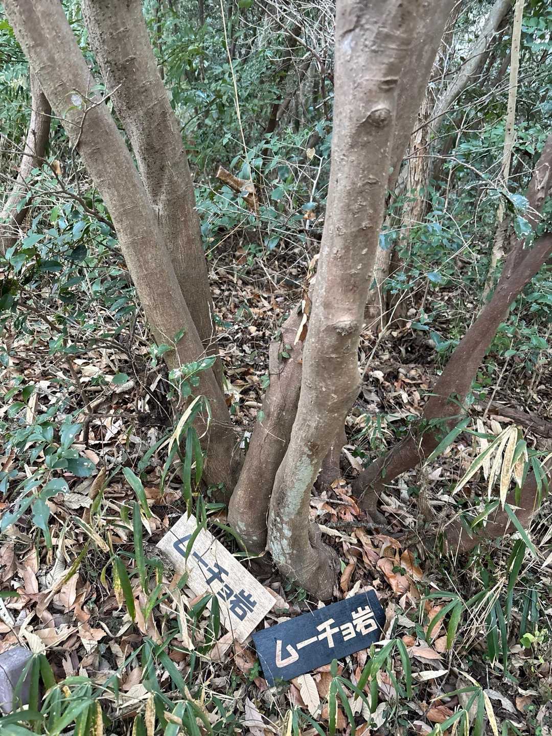 ムーチョ岩
何回も通ってますが初めて気が付きました😅