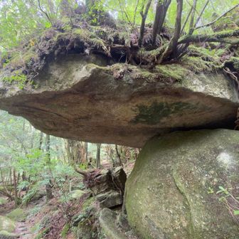 亀の頭みたい
雨宿りできます