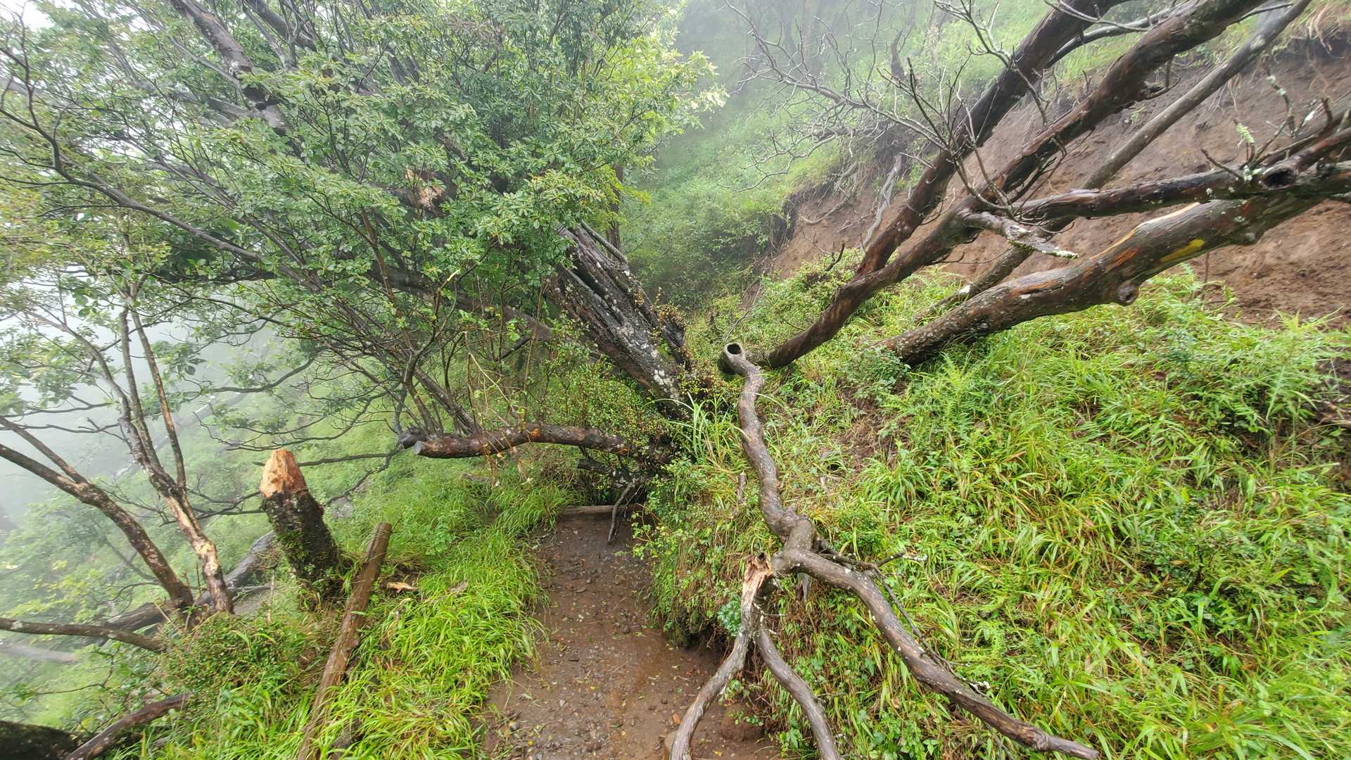土砂崩れ箇所（２）
土砂崩れ箇所の↑側からの写真
踏み跡は、谷側沢山あります。ただし踏み外すと滑落の危険もありますから通行に注意。