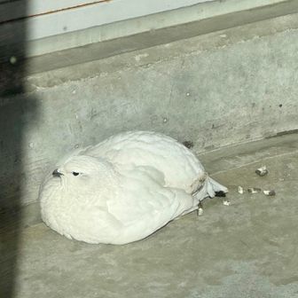 にほんライチョウのほうが優しい顔してる