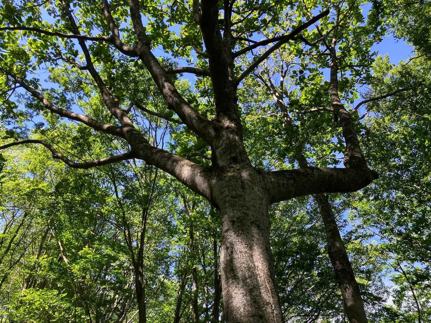 立派なブナがたくさんあります🌲