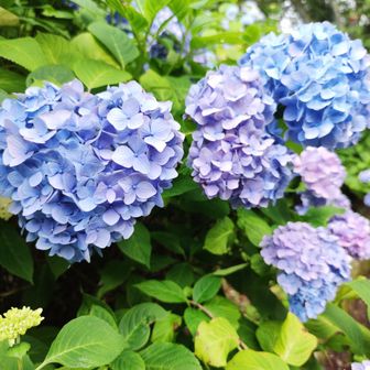 家を出たカエル