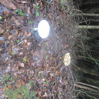キノコもかなり出てきました🍄