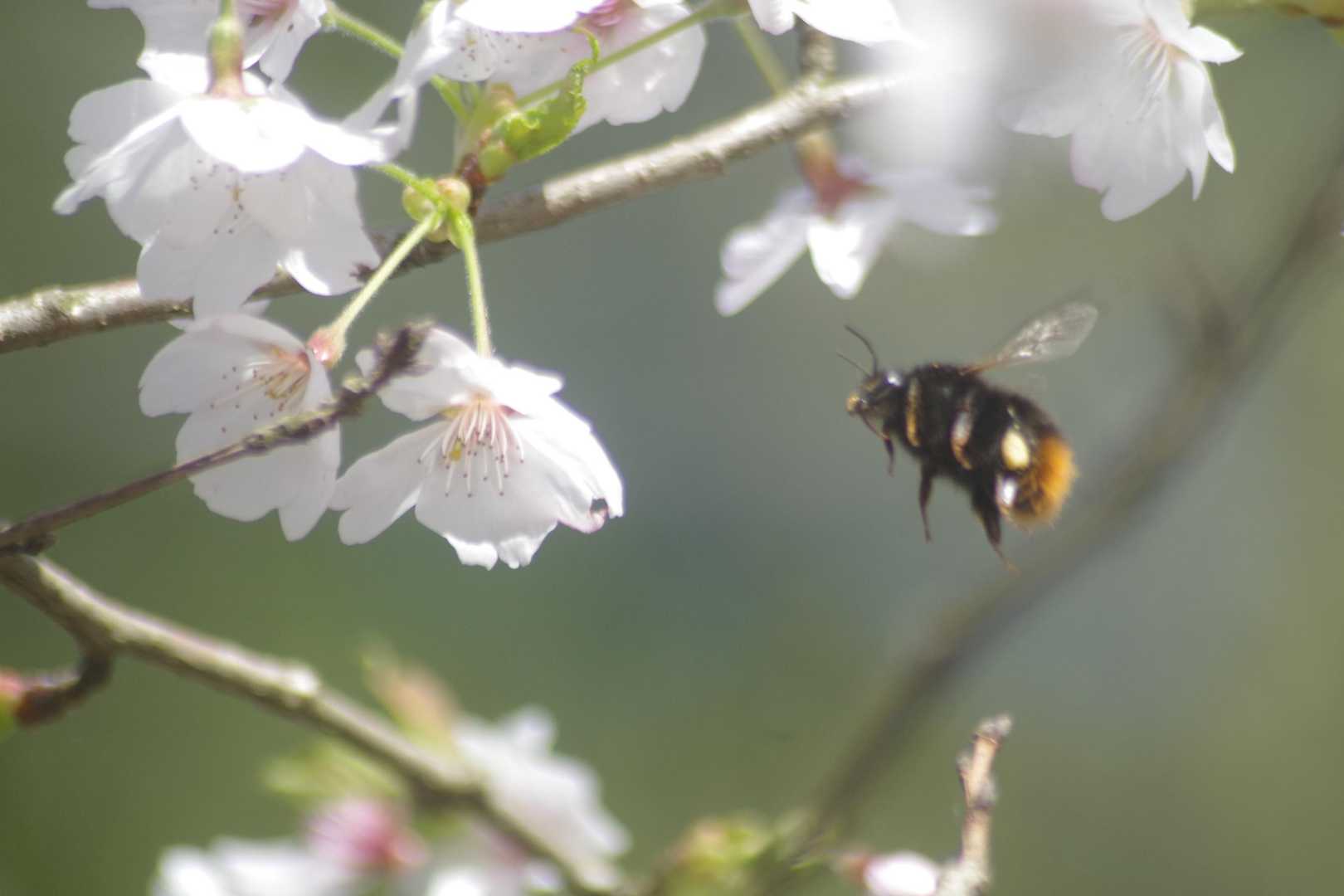 せわしなく花から花へ移動。故にピントがあわせにくい・・・