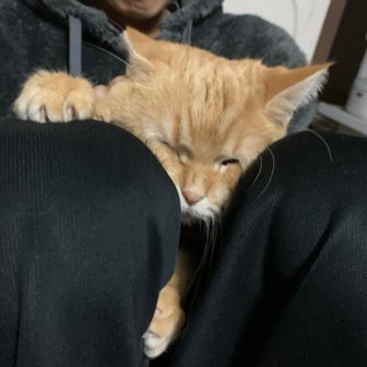 とまと