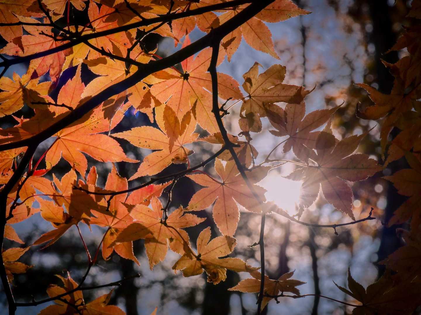 【縦走】足和田山（一本木バス停・紅葉台バス停）の写真