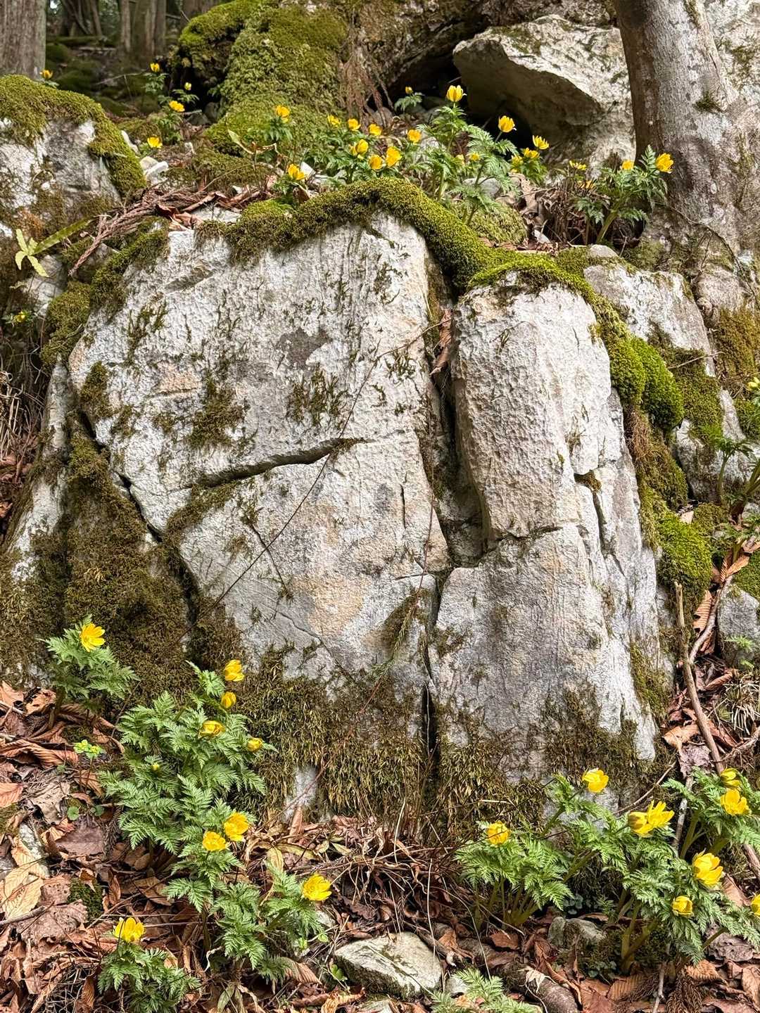 岩の上も下も　いっぱい🌼