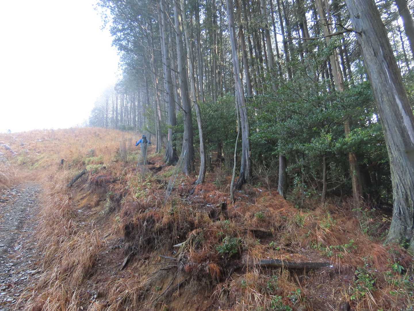 林道と分かれて、登山道に入る地点。小さな道標を見逃さないように。