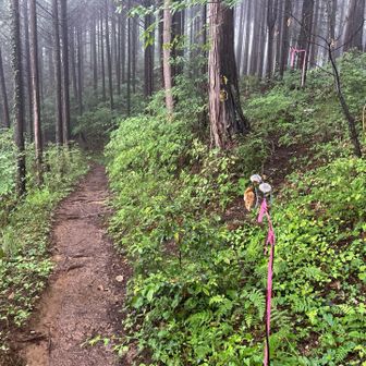 迷いやすい道。金比羅山の頂上へはまっすぐではなく、右斜めに入っていきます。