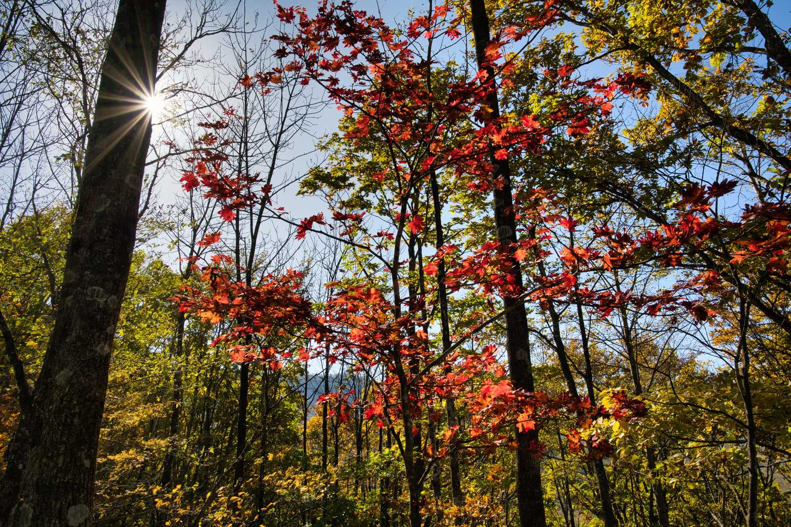 紅葉🍁