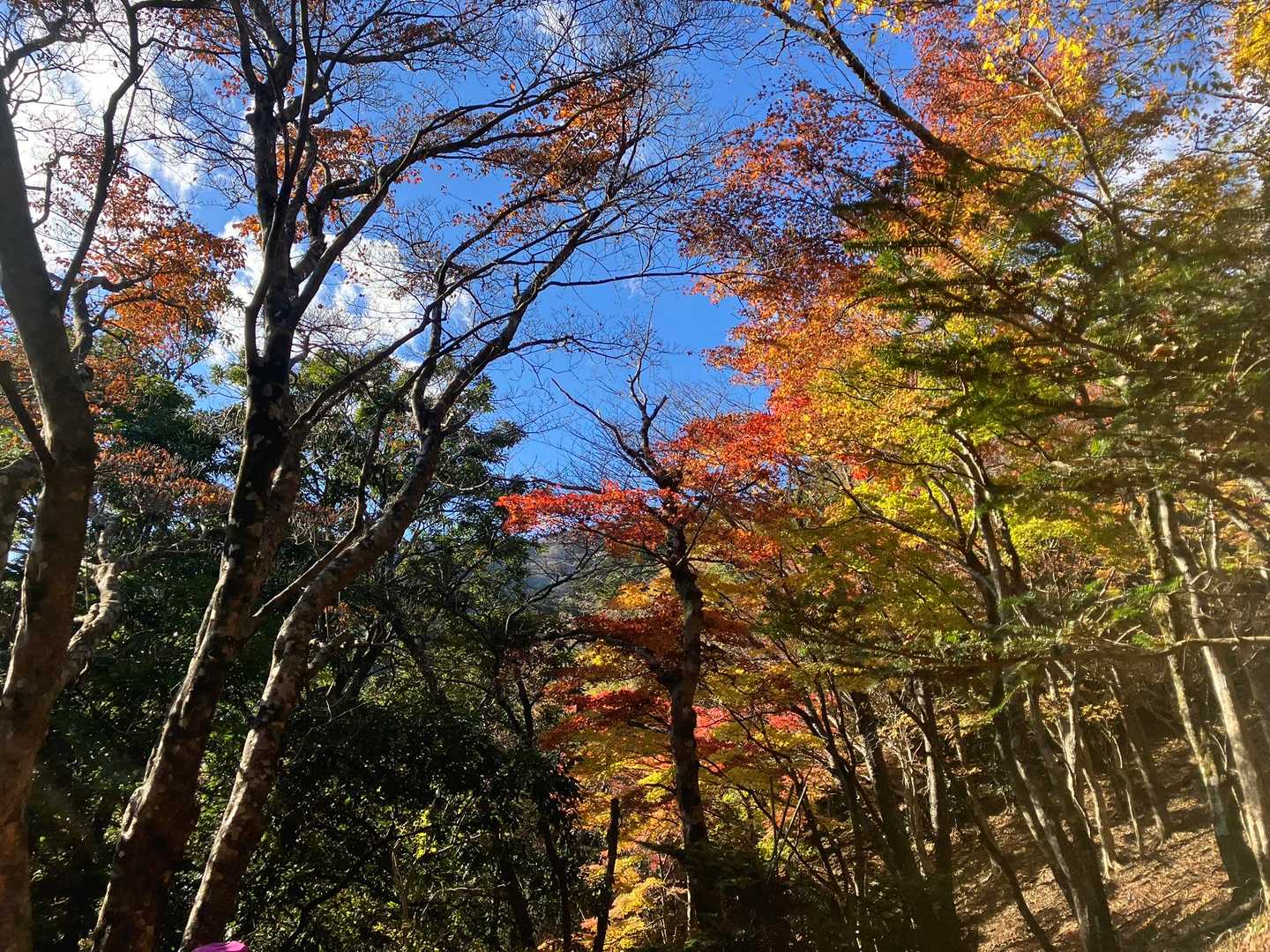 ヤビツ峠-大山-阿夫利神社駅 縦走コースの写真