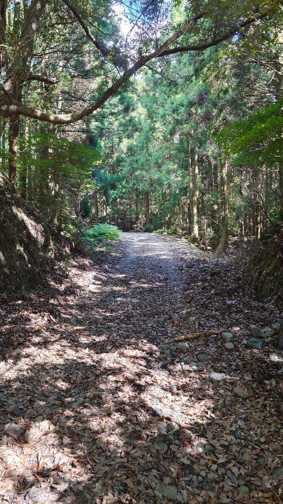 まずは林道✨