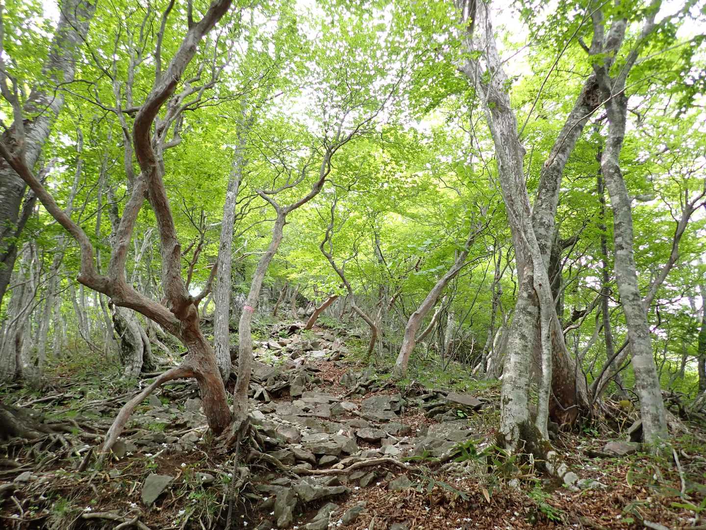 緑がキラキラ