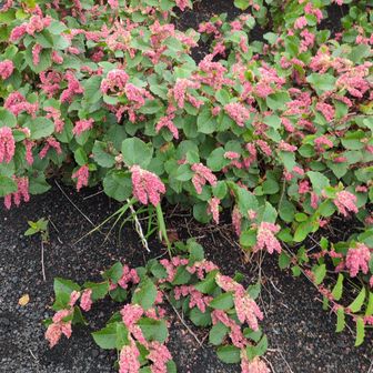 御殿場ルートのほとんどは砂礫地帯ですが植物もちらほら咲いています🌸