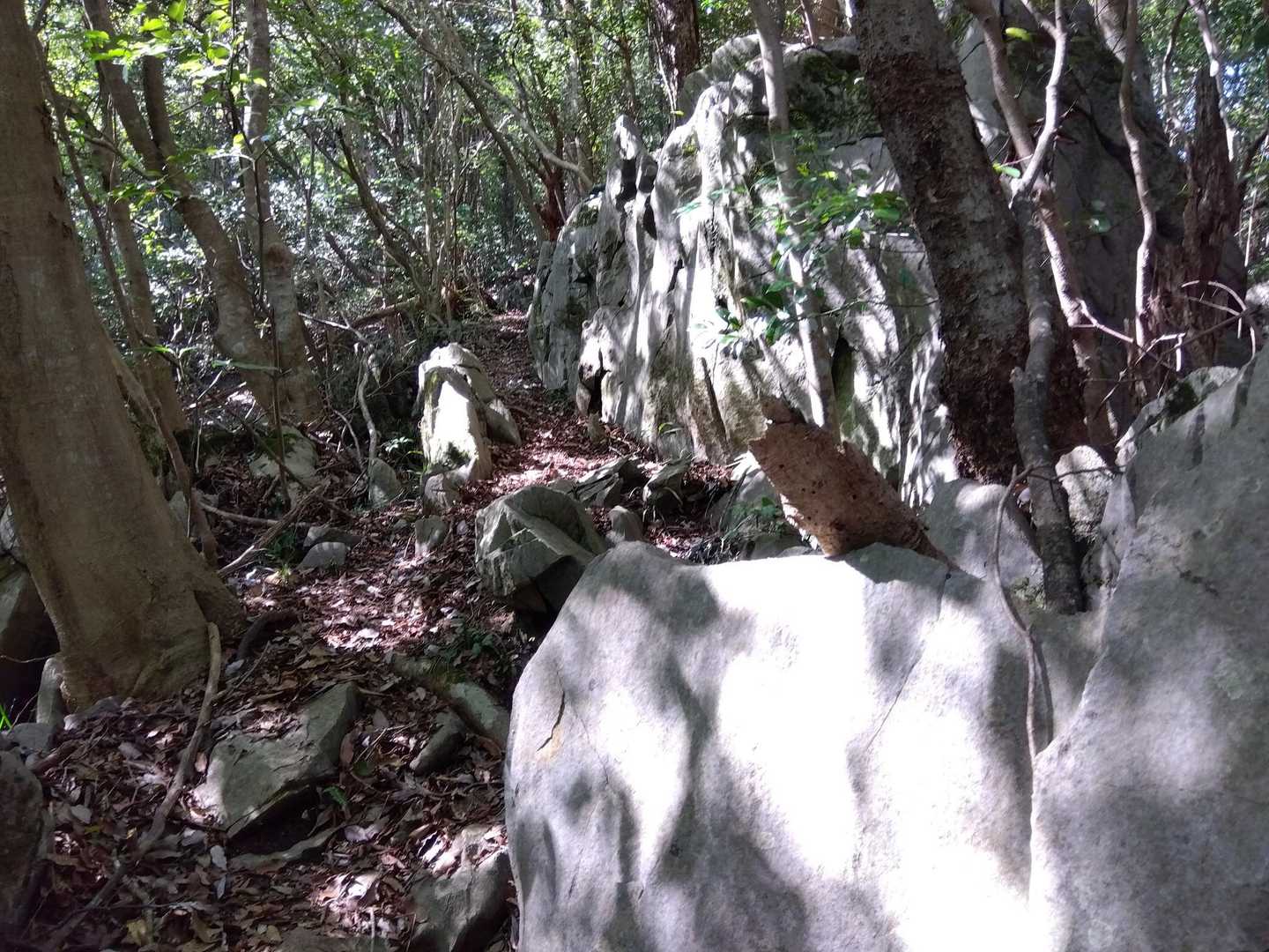 塀のような岩が続き、尾根を進むと絶壁になるのかなと、土のエスケープルートを進んでみました。