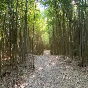 竹林多く雅な気持ちになりんす👘