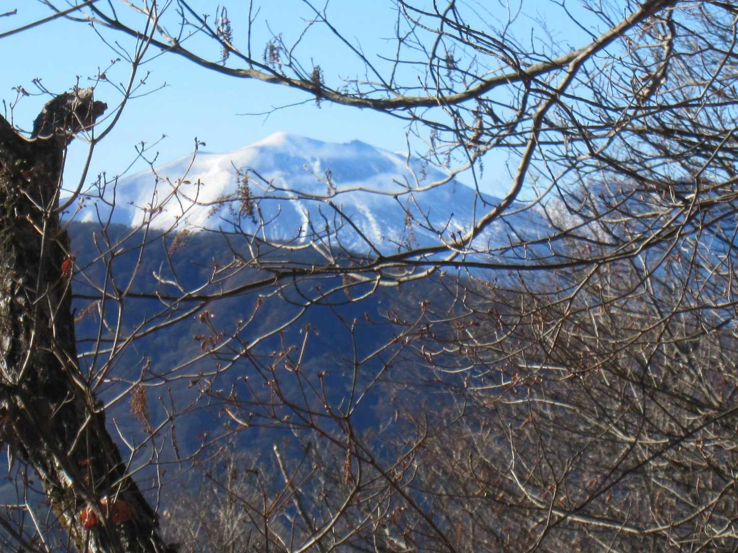 木の間から浅間山が大きい👀