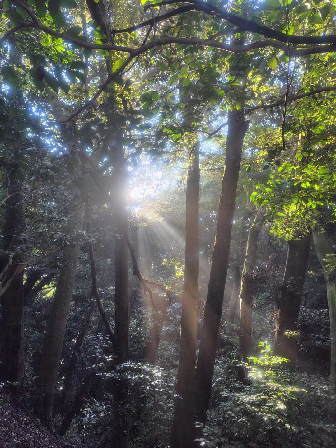 天拝山往復 | 九州最古の仏蹟と天神様の伝説を訪ねるお手軽コースの写真