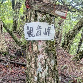 金ヶ岳まであともう少し……
机に向かう生活で、最近ほぼ歩かない私は、すでにヘロヘロでした💦
歩かないと直ぐに、筋力が落ちることを
身をもって実感😰
歩くって本当に大切なんだなぁ😥