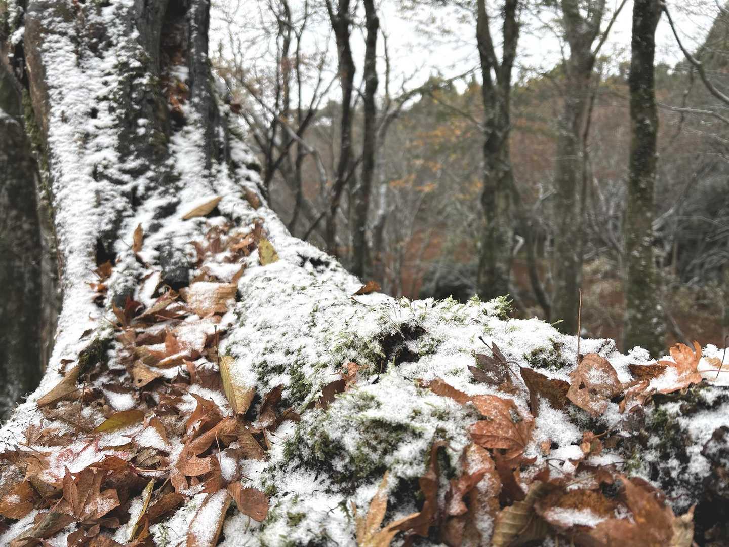 観音峰登山口-観音峯展望台-観音峯山-みたらい渓谷 周回コースの写真