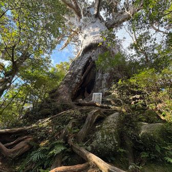 万代杉🌲✨✨
立派でした〜