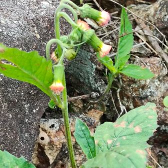 ベニバナボロギク
（紅花襤褸菊）の花は垂れ下がった状態 密集したブラシのような外観を持ち、無数の小さな花が集まっています。
花言葉は
「大切なのは外見より中身」「純粋な心」