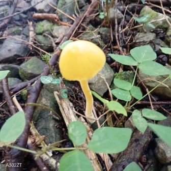 黄色いキノコ🍄