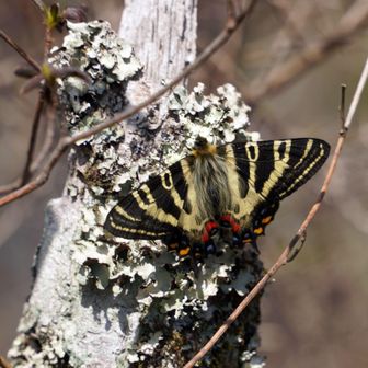 ギフチョウ♂/和歌山県.龍門山産【標本】 山桜が咲くと、ギフチョウが舞う龍門山 / ハゲ親父のハイキングデータ