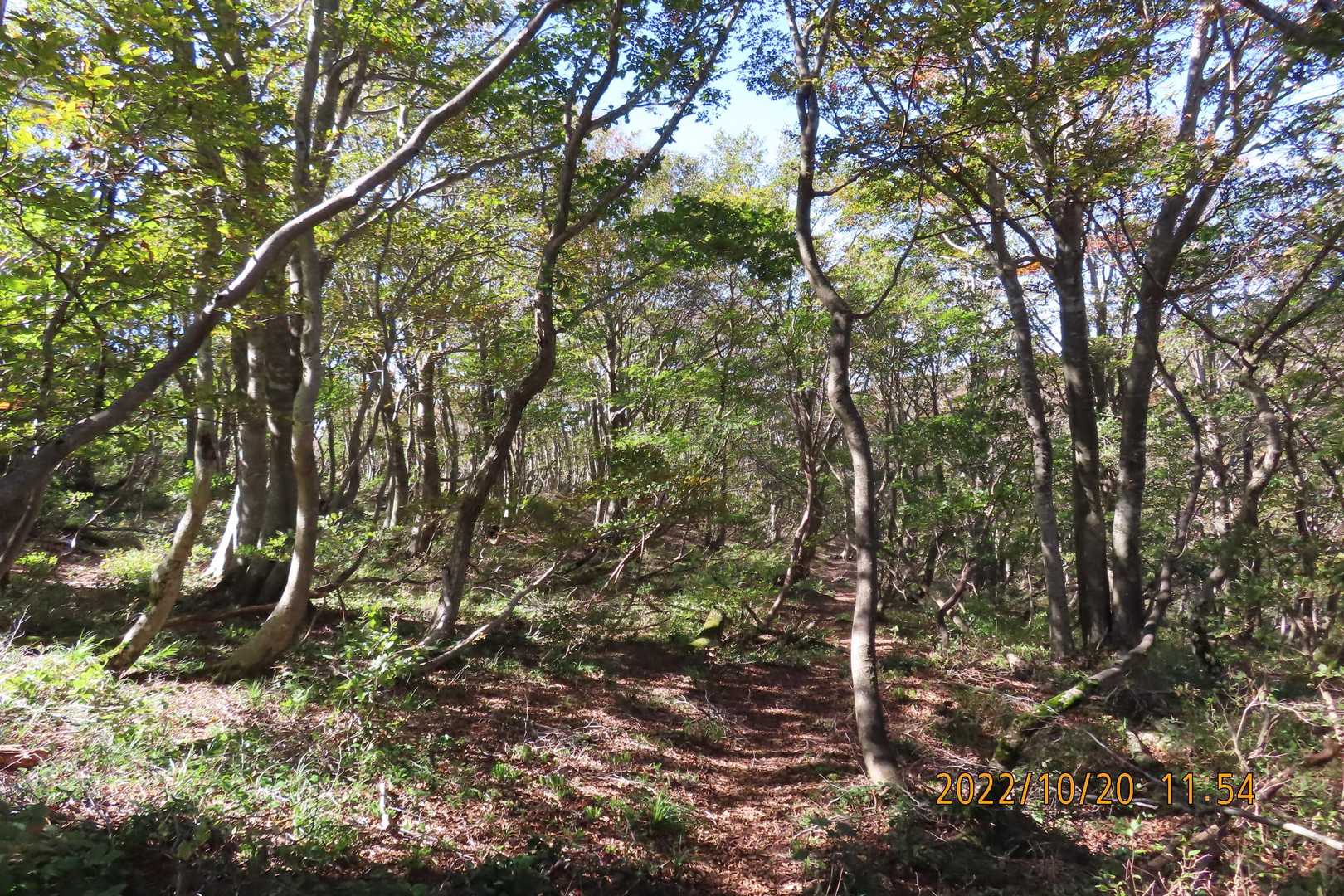 気持ルンルン💃でブナ林を歩きます