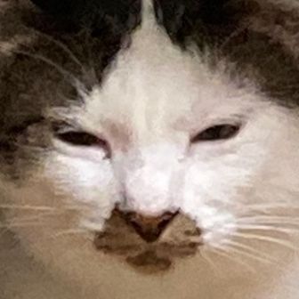 ねこた