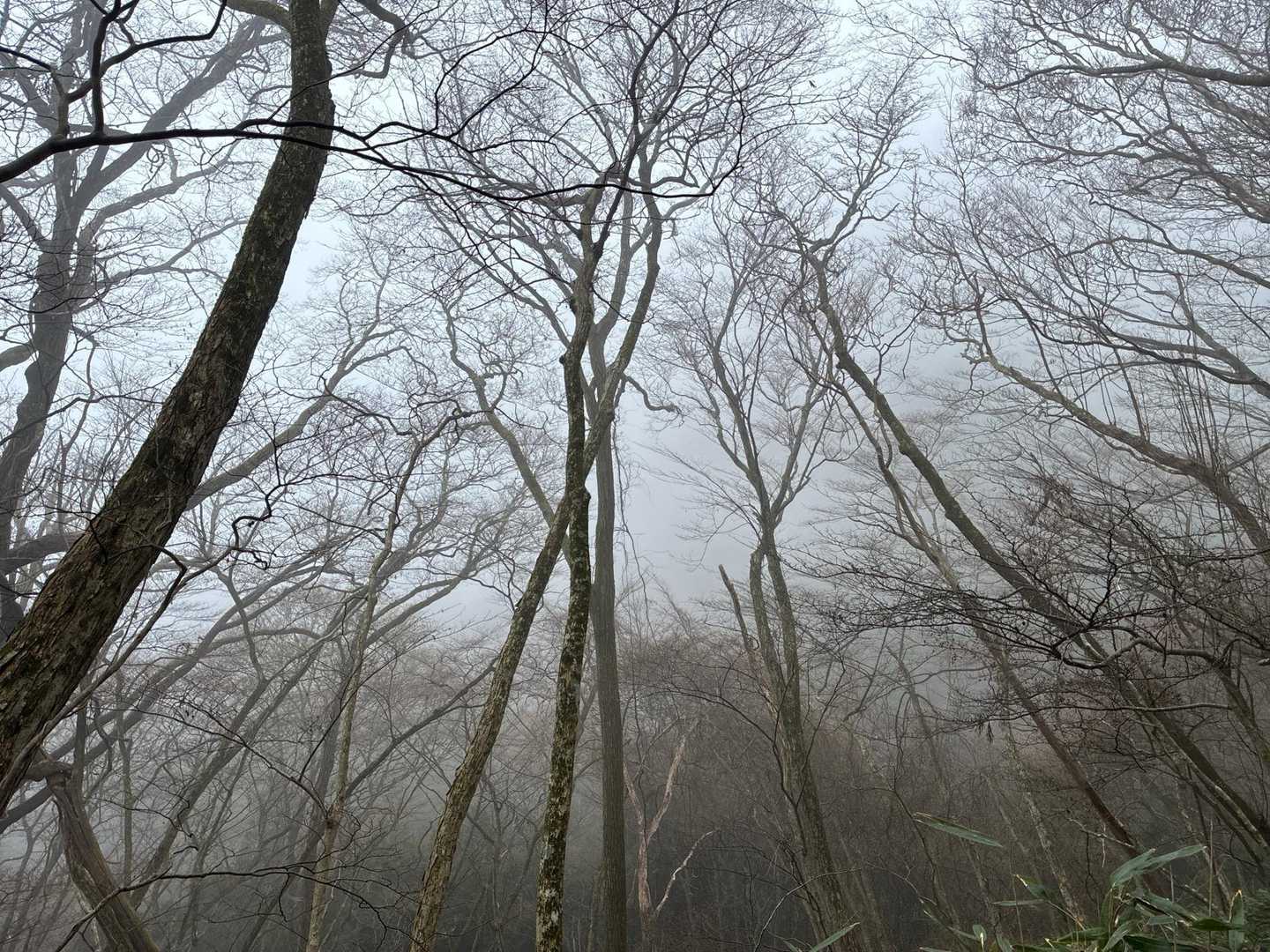 千早本道登山口-黒栂谷道-金剛山-千早本道 周回コースの写真