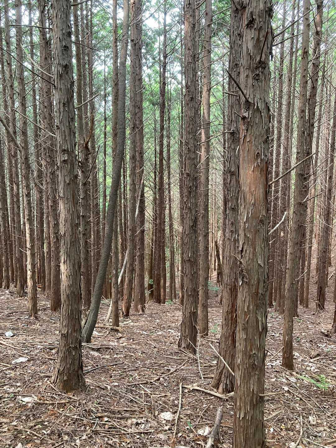 杉だらけで思わずパシャリ📷