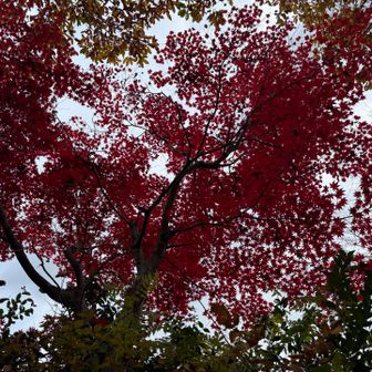 みたほどに綺麗には撮れてない　じゃんねん