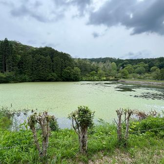 池は一面緑色🐸